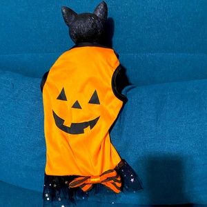 Pumpkin tutu dress pets ❤️